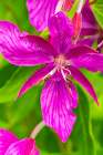USA-Alaska-Glacier Bay National Park Close-up of pink wildflower Art Print